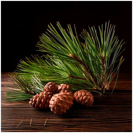 Siberian Pine flavour